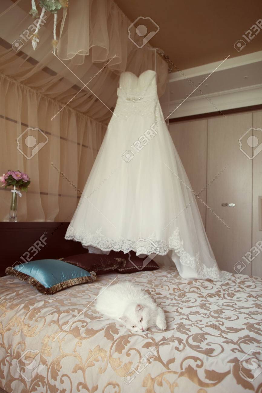 Nupcial Del Vestido De Boda Y El Gato Blanco En La Habitacion Fotos Retratos Imagenes Y Fotografia De Archivo Libres De Derecho Image 25912959
