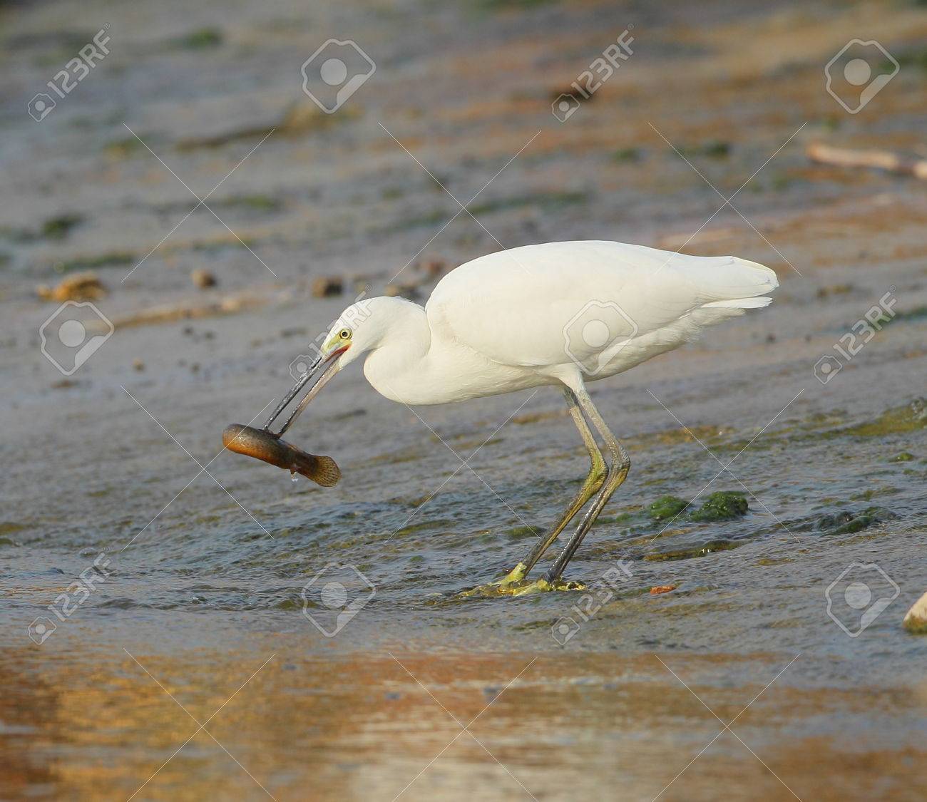 サギが魚を狩猟 の写真素材 画像素材 Image