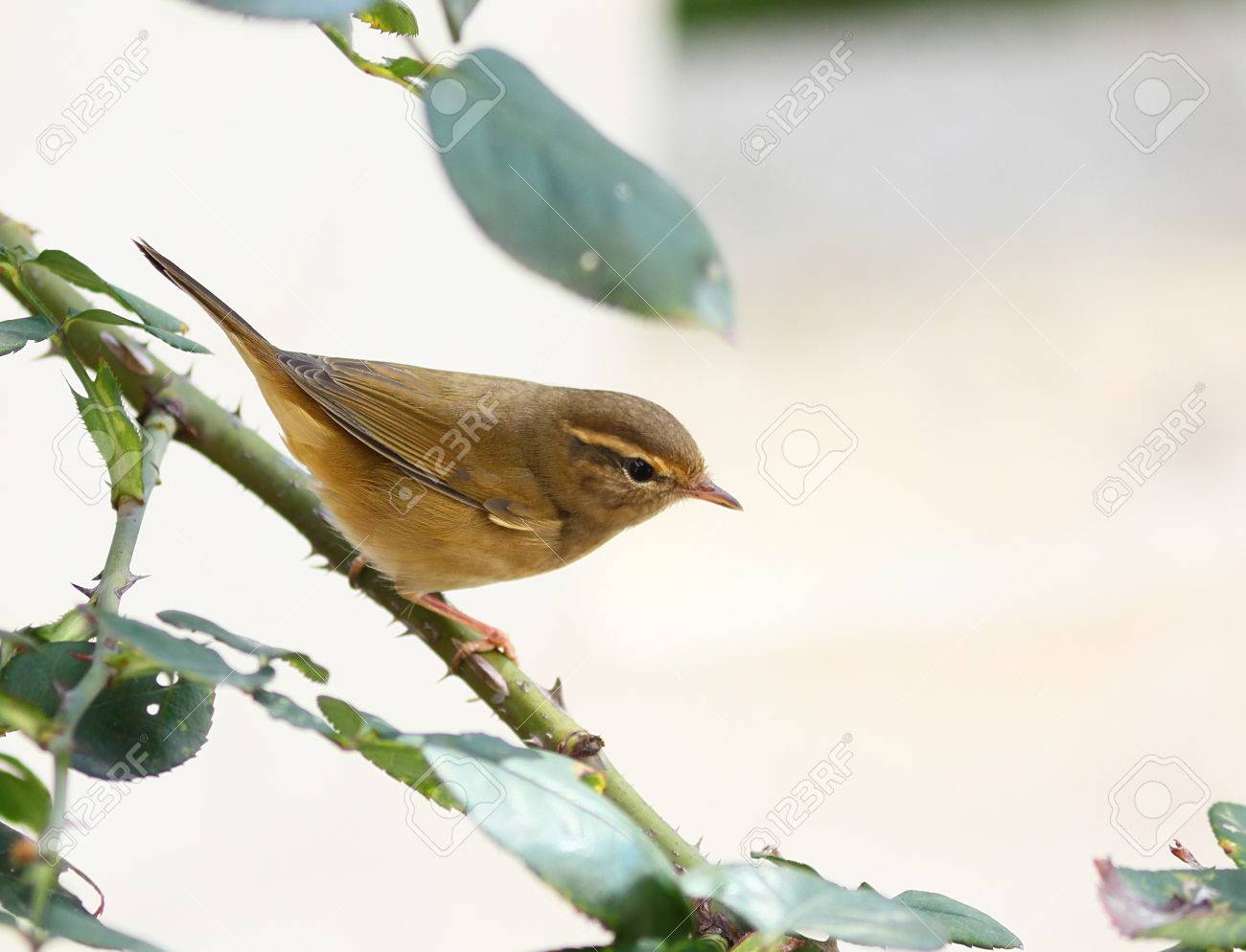 秋の渡り鳥ウグイス の写真素材 画像素材 Image