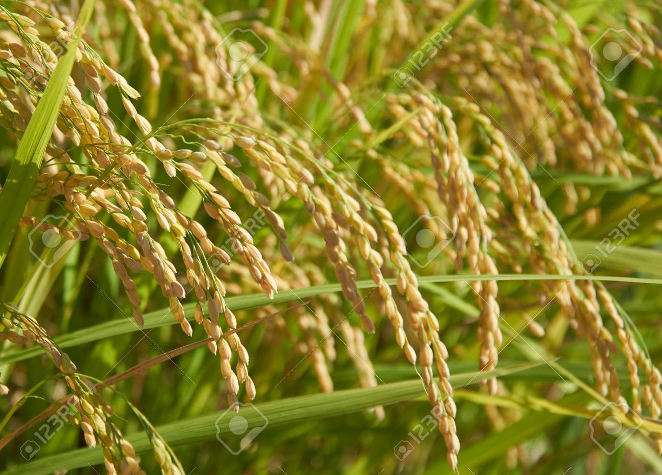 山口市在住の日本の日本の田んぼ稲の穂 の写真素材 画像素材 Image