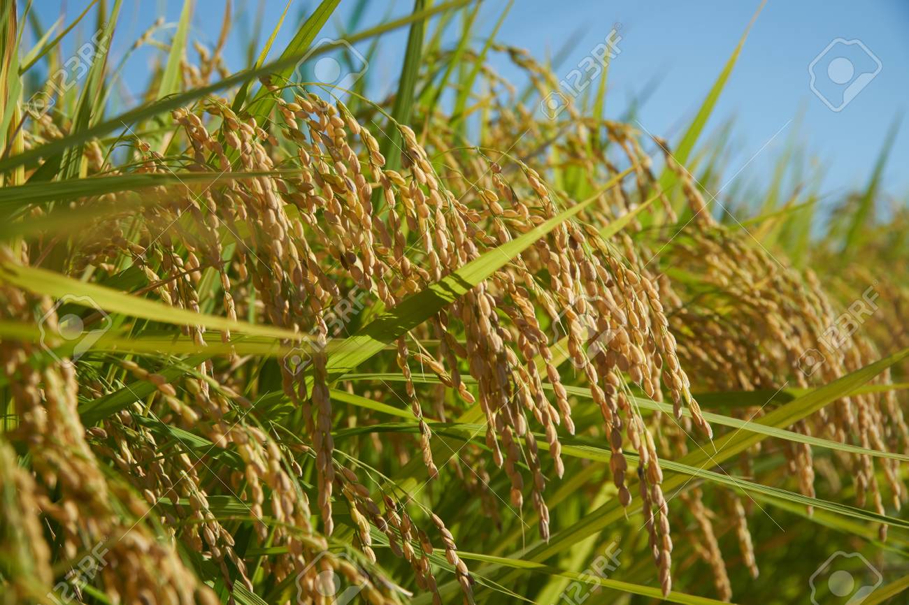 山口市の日本の田んぼ稲の穂 の写真素材 画像素材 Image