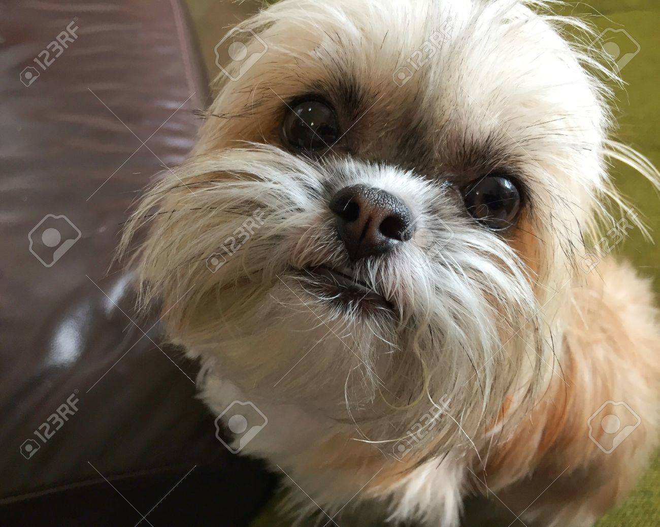 chihuahua half shih tzu