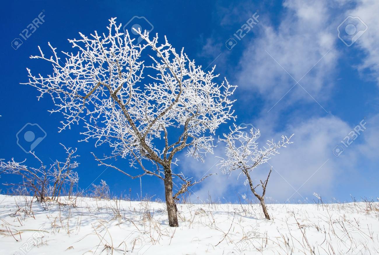 美しいツリーは雪と青空を背景に雪霜で覆われています。ミニミニミニー　フラワーリース　アーティフィシャルフラワー　造花　おまとめ。冬の風景