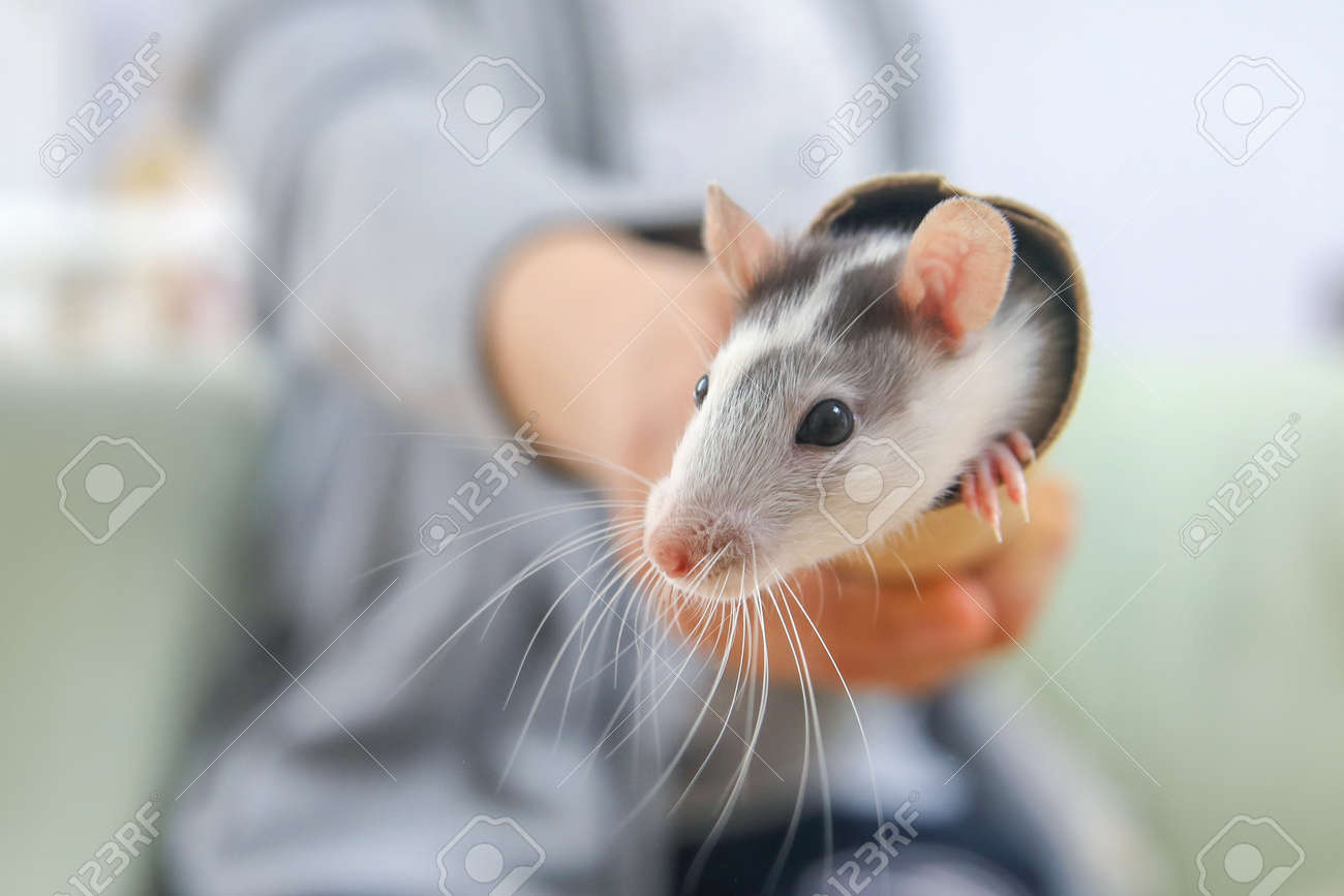 Little girl cute plays and makes friends with a white tamed mouse at home. - 167908427 Little girl cute plays and makes friends with a white tamed mouse at home. - 167908427