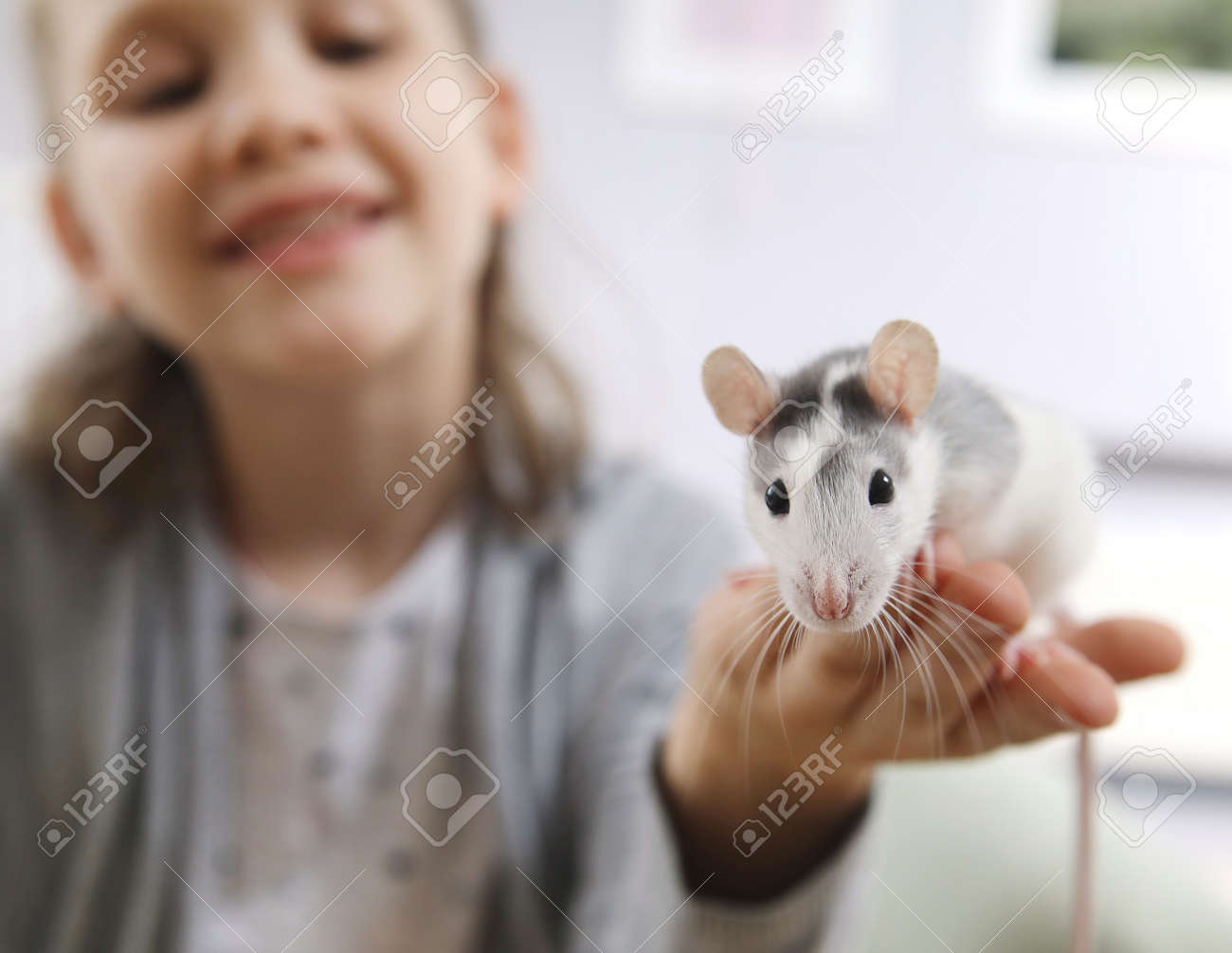 Little girl cute plays and makes friends with a white tamed mouse at home. - 167908823 Little girl cute plays and makes friends with a white tamed mouse at home. - 167908823