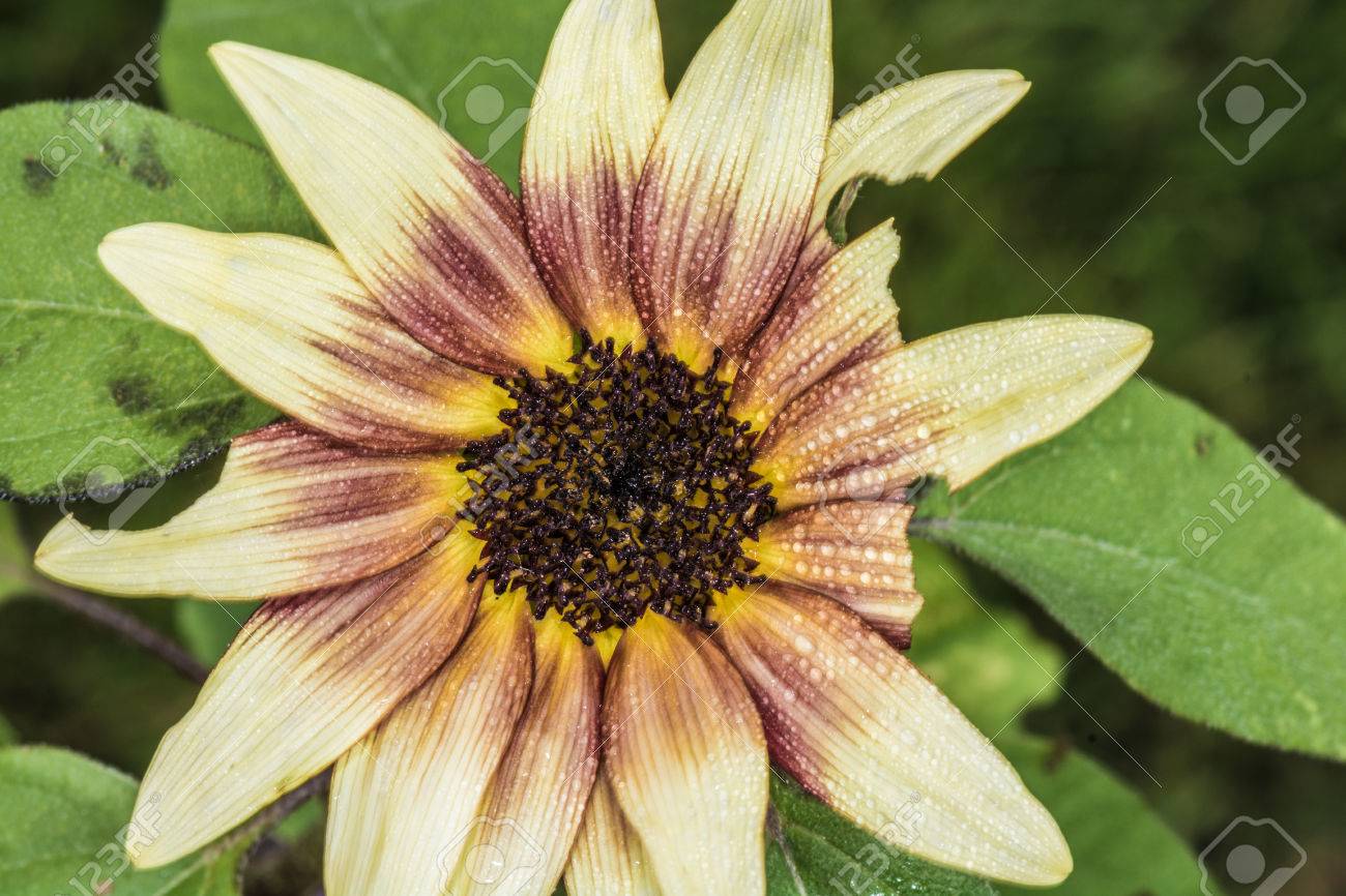 壊れた花びらとデイジーの花の詳細なマクロ撮影 の写真素材 画像素材 Image 24345791