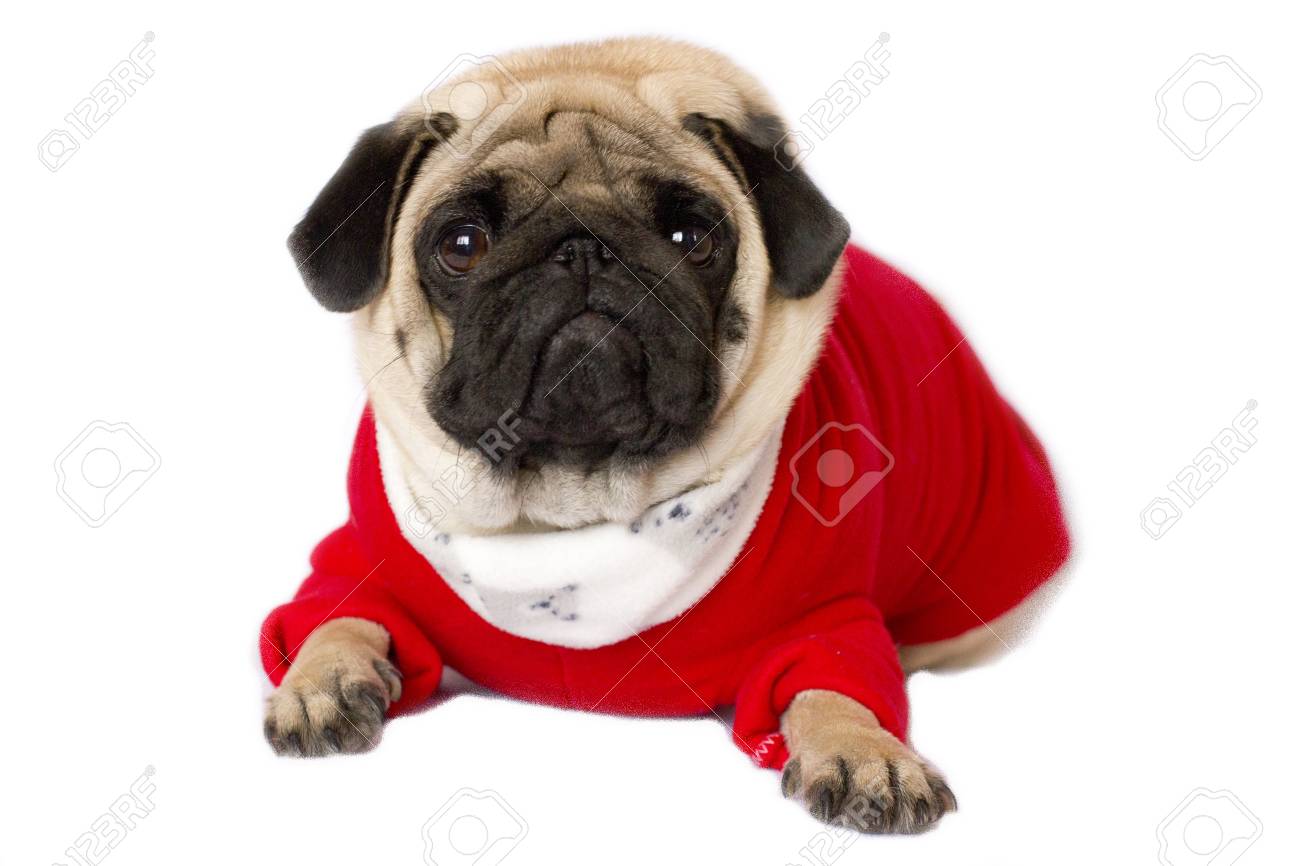 pug dog outfits
