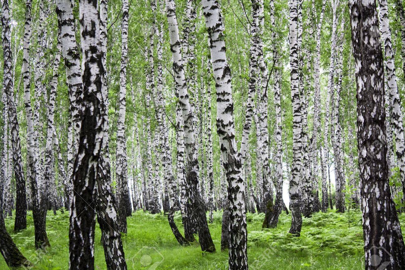 Summer landscape with a birchwood and green foliage - 9153300 Summer landscape with a birchwood and green foliage - 9153300