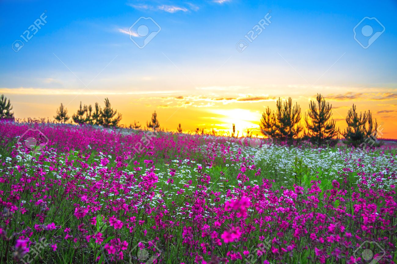 Sunrise and flowers scenery - 24362402 Sunrise and flowers scenery - 24362402