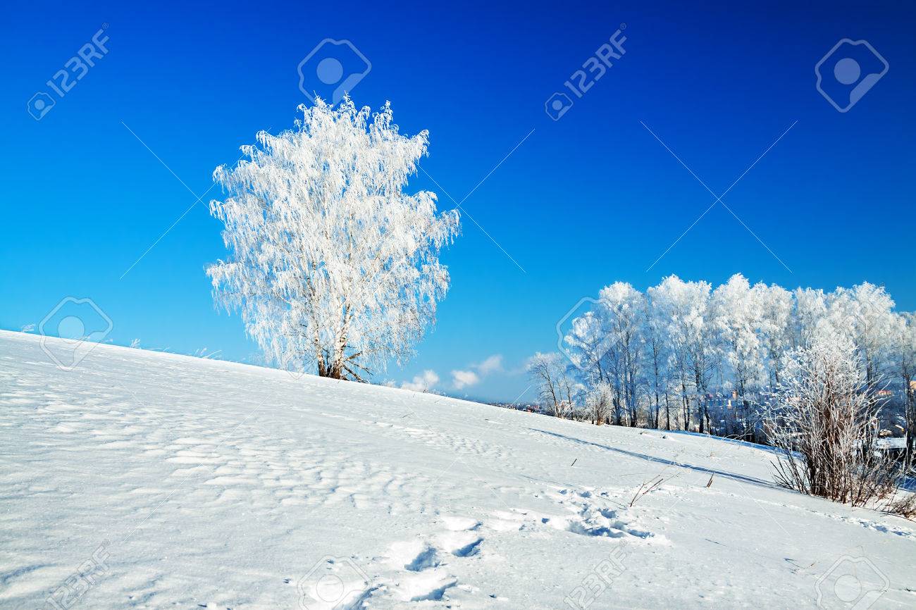 beautiful winter landscape with a lonely tree and the blue sky - 25269793 beautiful winter landscape with a lonely tree and the blue sky - 25269793