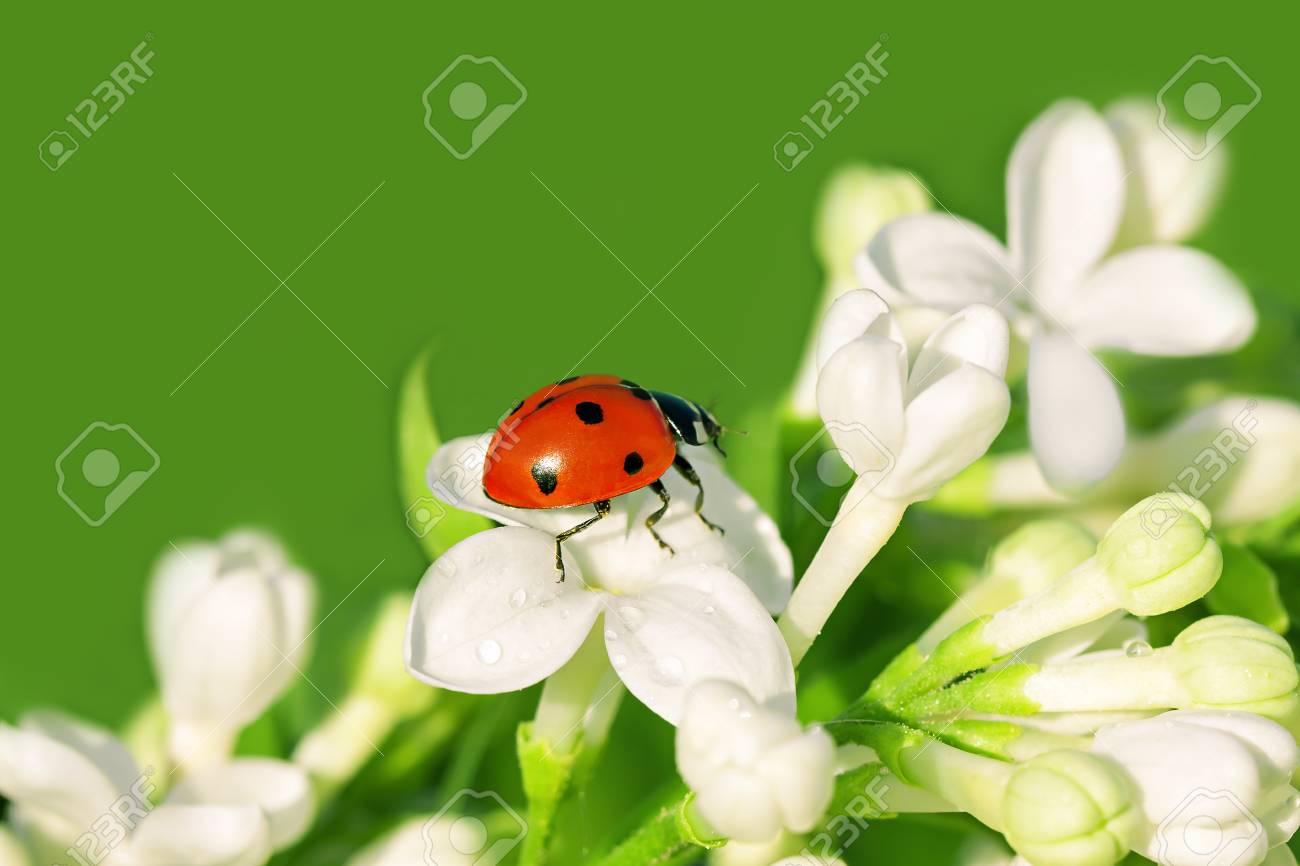 春に白い花にゾッとてんとう虫 の写真素材 画像素材 Image 春に白い花にゾッとてんとう虫 の写真素材 画像素材 Image