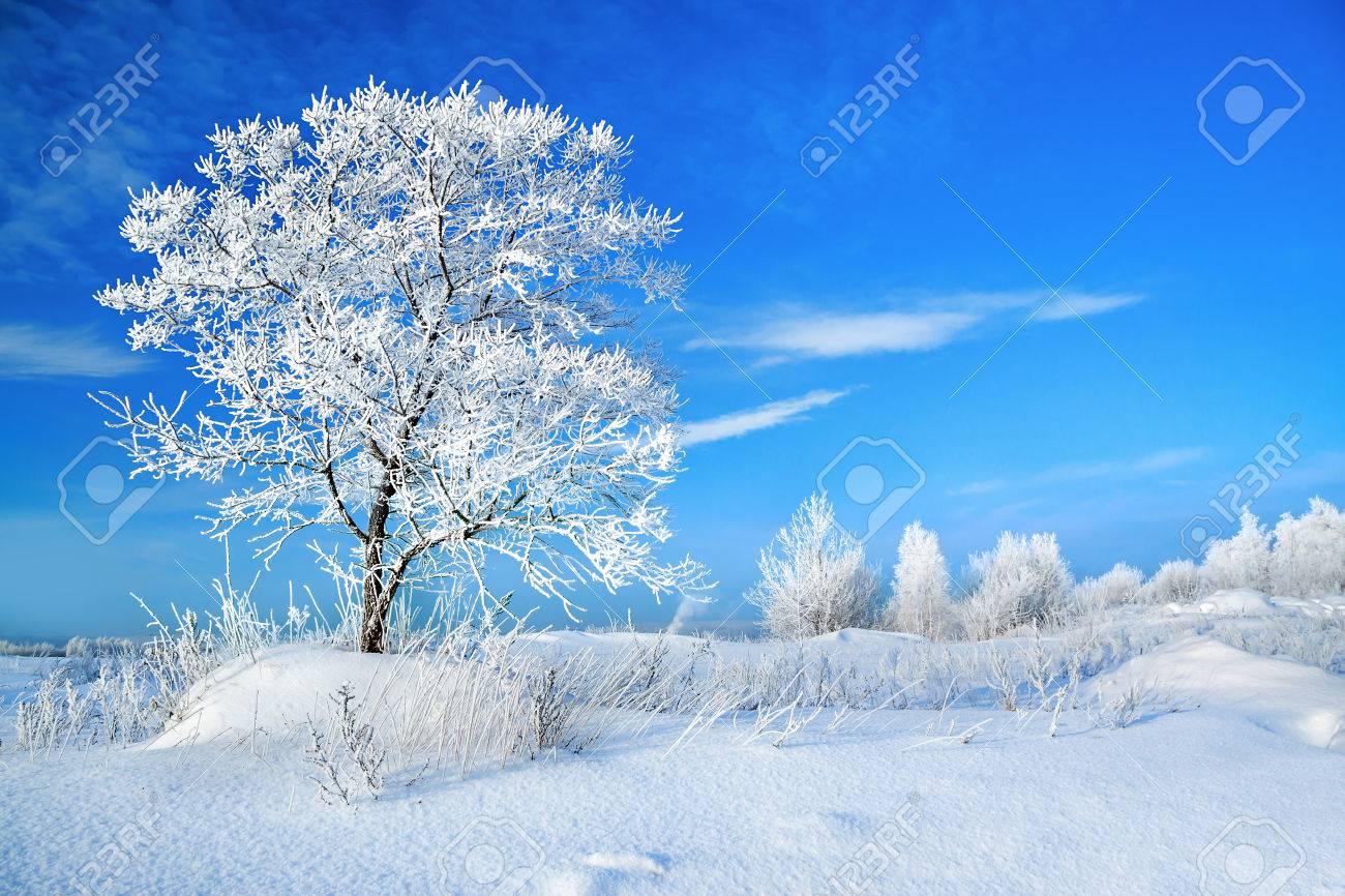 Beautiful Rural Winter Landscape With A One Tree And The Blue Sky Stock Photo Picture And Royalty Free Image Image