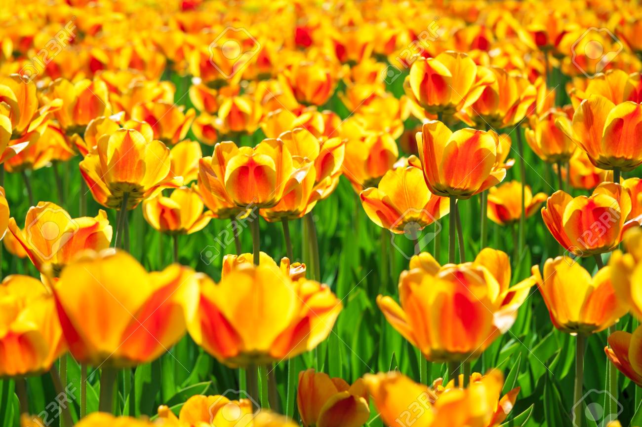 Il Est Des Fleurs Jaune Orange De Tulipes épanouies Au Printemps