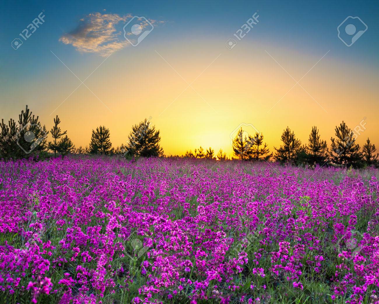 Summer Rural Landscape With Flowering Purple Flowers On A Meadow And Sunrise Panorama Of Spring Blossoming Field With Wildflowers Panoramic View Stock Photo Picture And Royalty Free Image Image 75226267