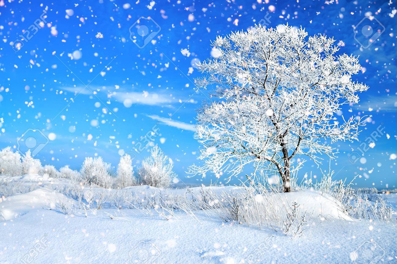 真冬　風景 美しい冬の森と青空と田園風景。冬の凍るような晴れた日。雪の Winterly 風景します。の写真素材・画像素材 Image 88372713