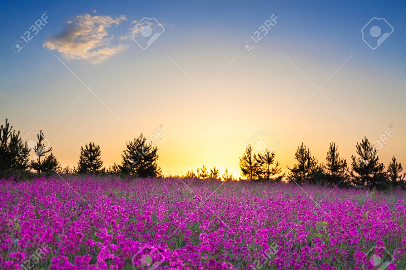 Spring Wild Flowers On A Field Summer Rural Landscape With Purple Flowers On A Meadow And Sunset Blossoming Field Wildflowers On Sunrise Stock Photo Picture And Royalty Free Image Image 91268065
