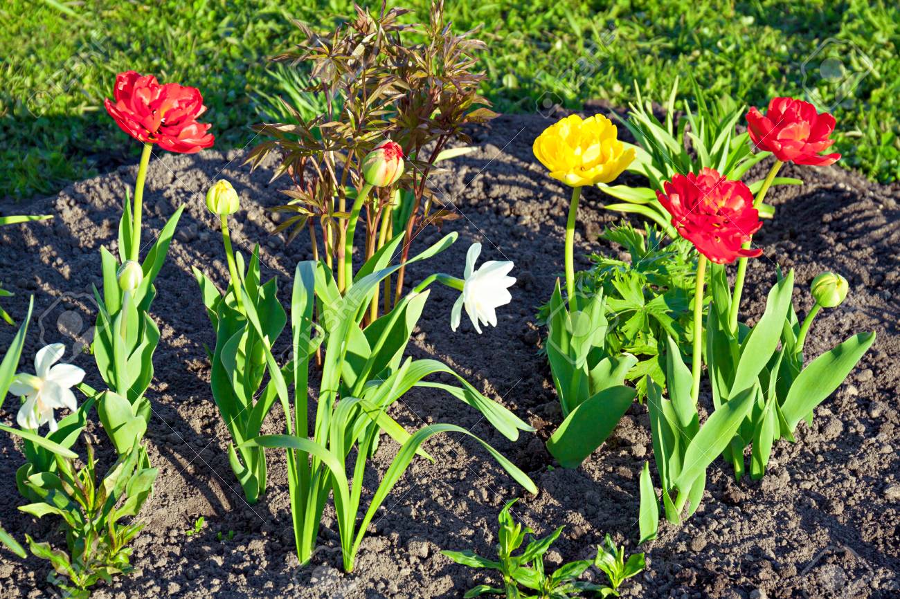 花壇の庭で咲く春の花水仙とチューリップ 咲くナルシッソスの花と春の風景 ぼかしの背景 の写真素材 画像素材 Image