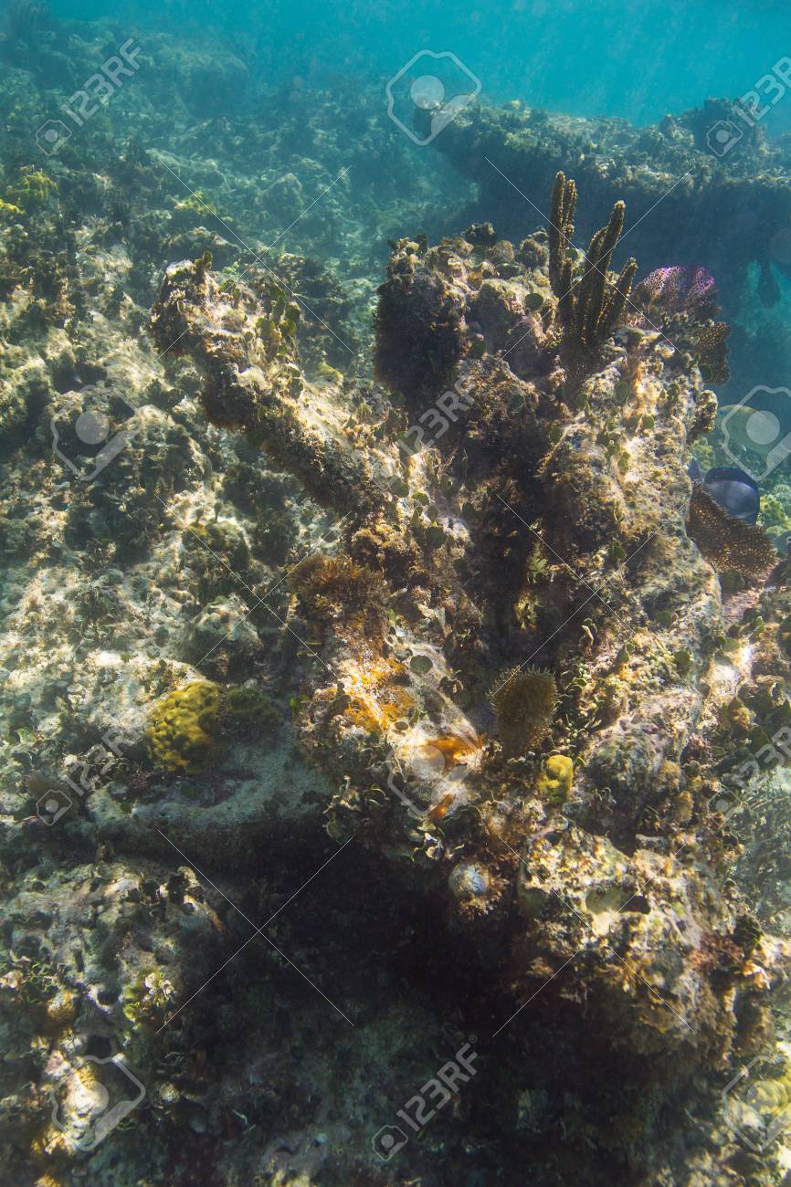 浅瀬のサンゴ礁に大きなさんご岩形成 の写真素材 画像素材 Image