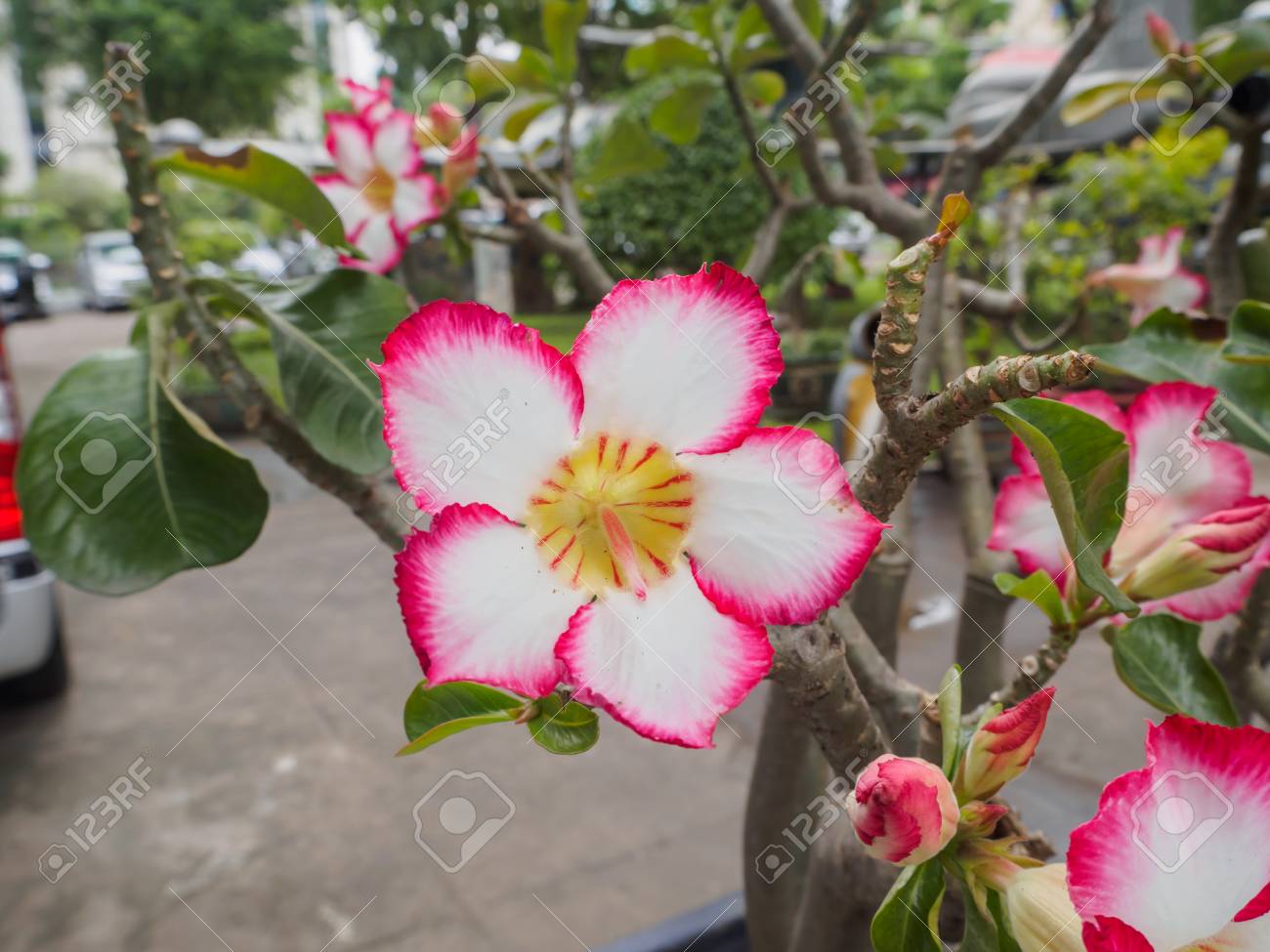 Adenium Obesum Ou Rose Du Désert Cette Fleur A La Couleur Rose Sélectionnez Limage De Mise Au Point