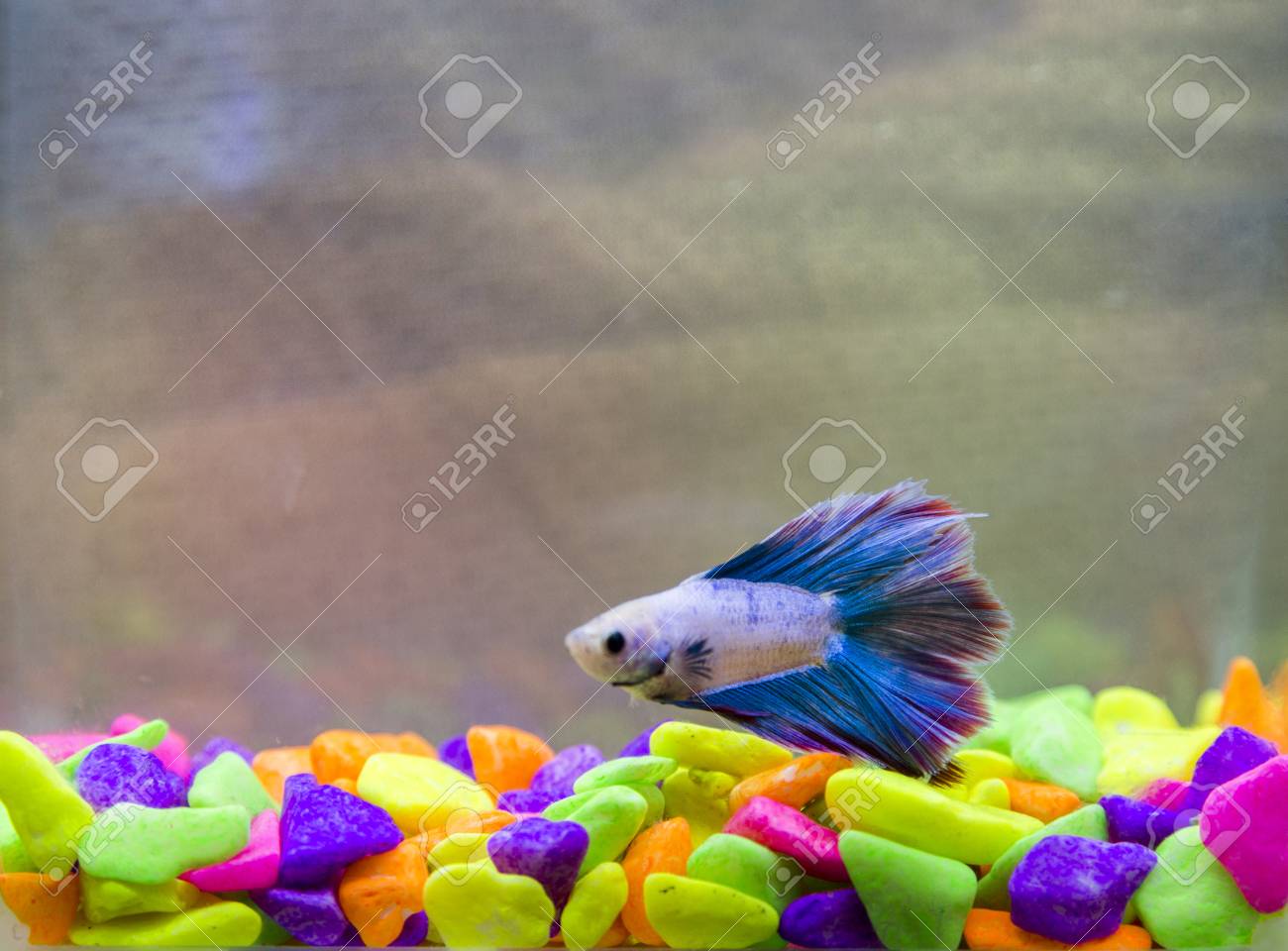 Fish peacock Clearance