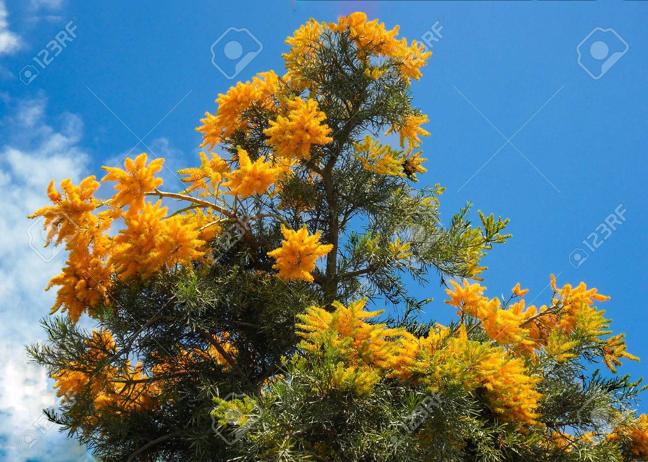 Natale In Australia Immagini.Immagini Stock Questo Parassita Fiore Sboccia Appena Prima Di Natale In Australia Occidentale Cosi Viene Chiamato Il Albero Di Natale Image 48388675