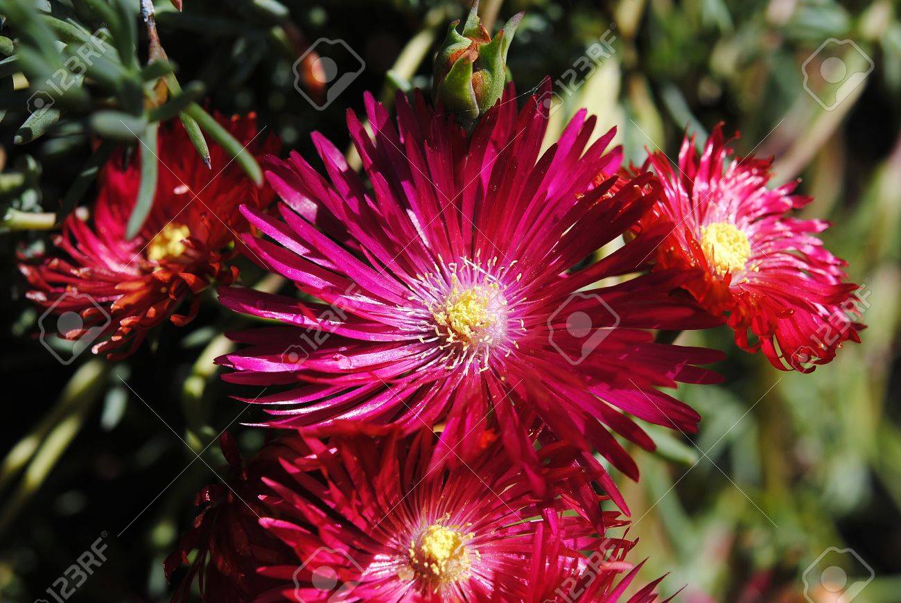 etiam-dictum-ipsum-a-felis