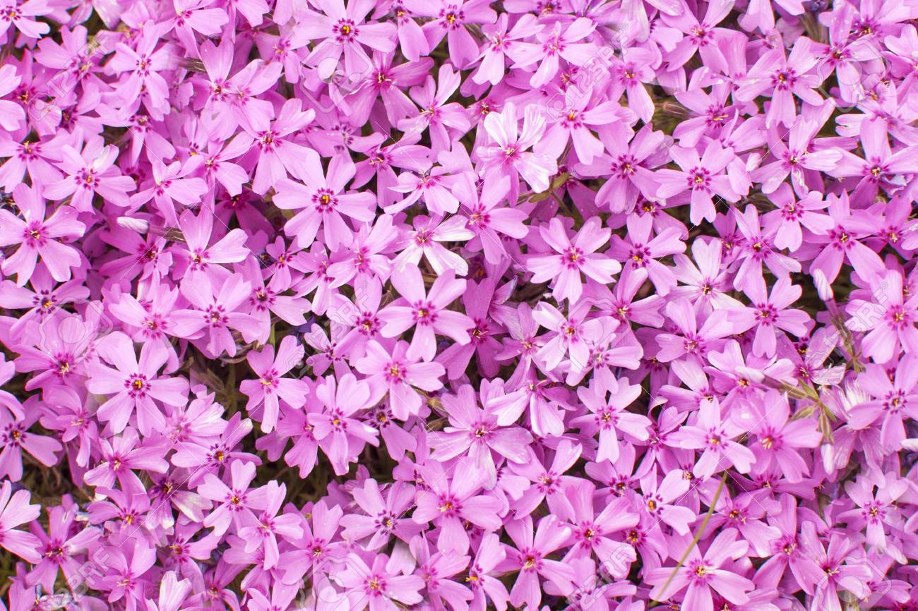 花フロックス 紫色の背景 の写真素材 画像素材 Image