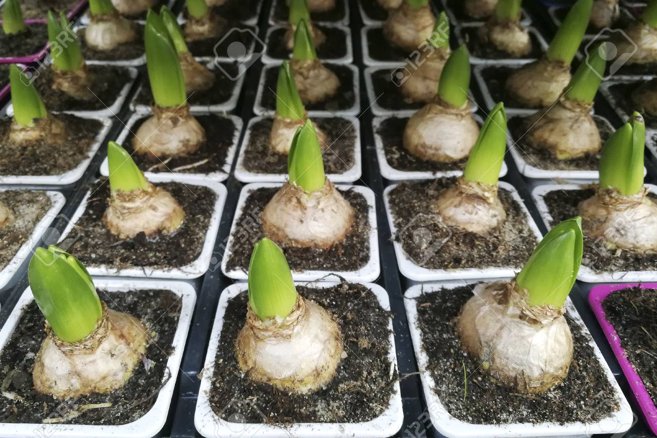 球根植物 ヒヤシンス ポットのチューリップの発芽グループ 店内 温室で 平らな横たわっている の写真素材 画像素材 Image