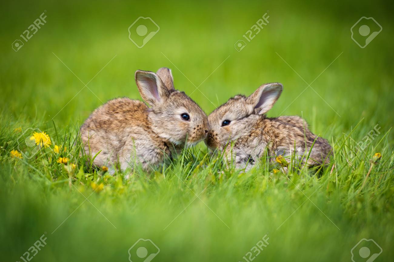 два зайца желтый и розовый.