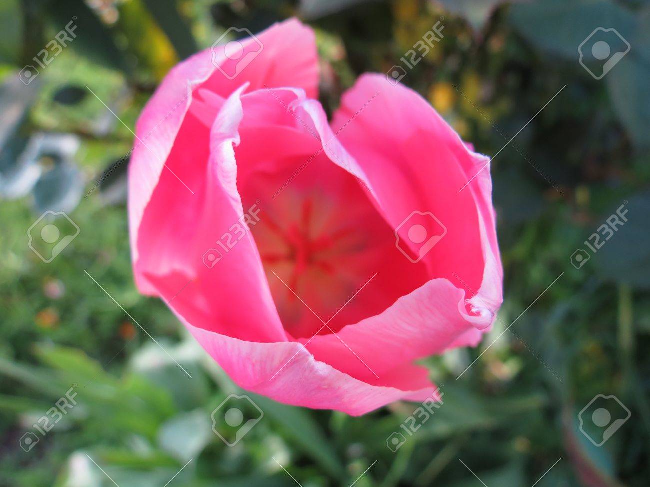 a close up view from overhead of a pink tulip and interior elements central coast