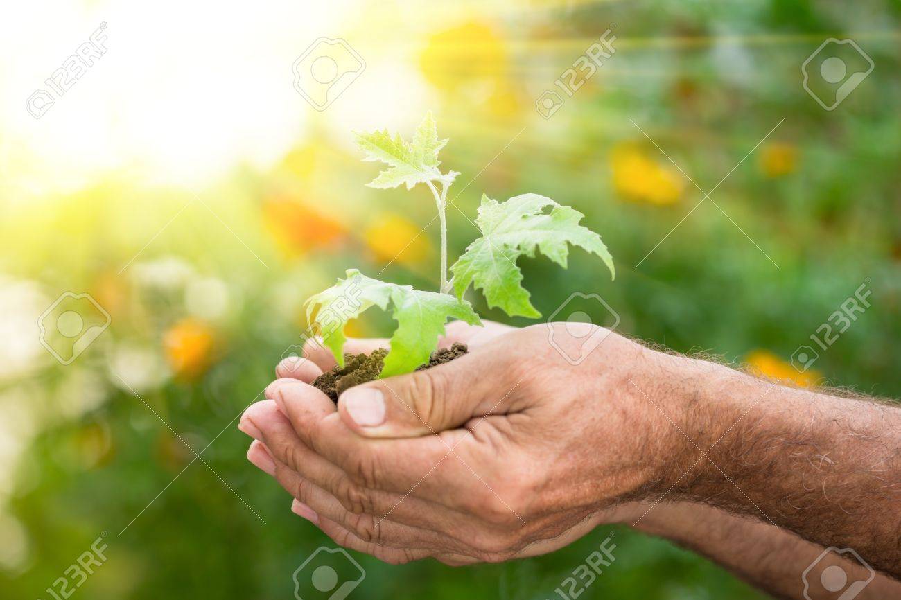 Old man hands holding young maple tree against spring green background. Ecology concept - 17546645 Old man hands holding young maple tree against spring green background. Ecology concept - 17546645