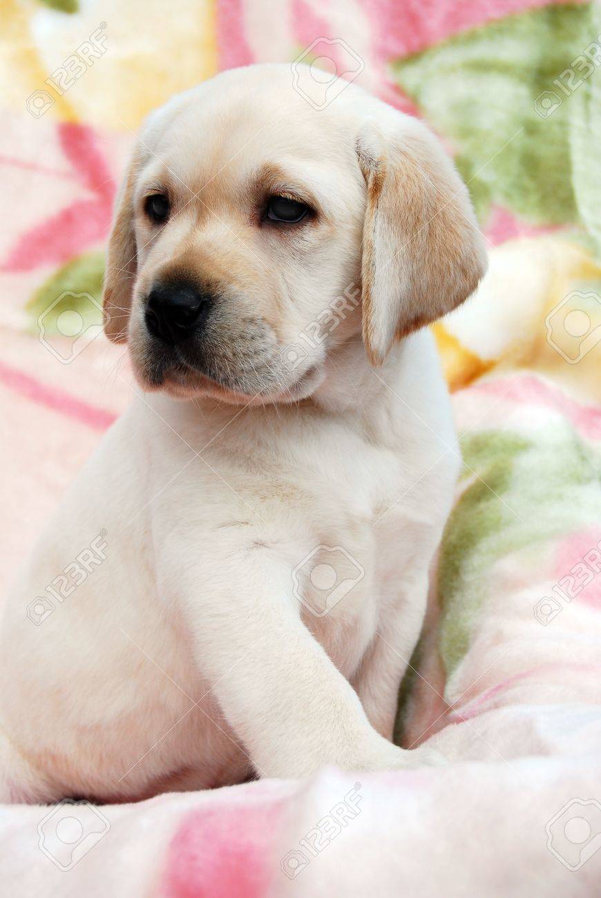puppy yellow lab