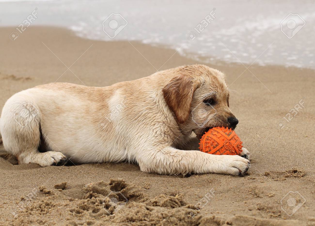 Jaune Labrador Chiot A La Mer En Jouant Avec Une Boule Orange Dans Le Sable Banque D Images Et Photos Libres De Droits Image