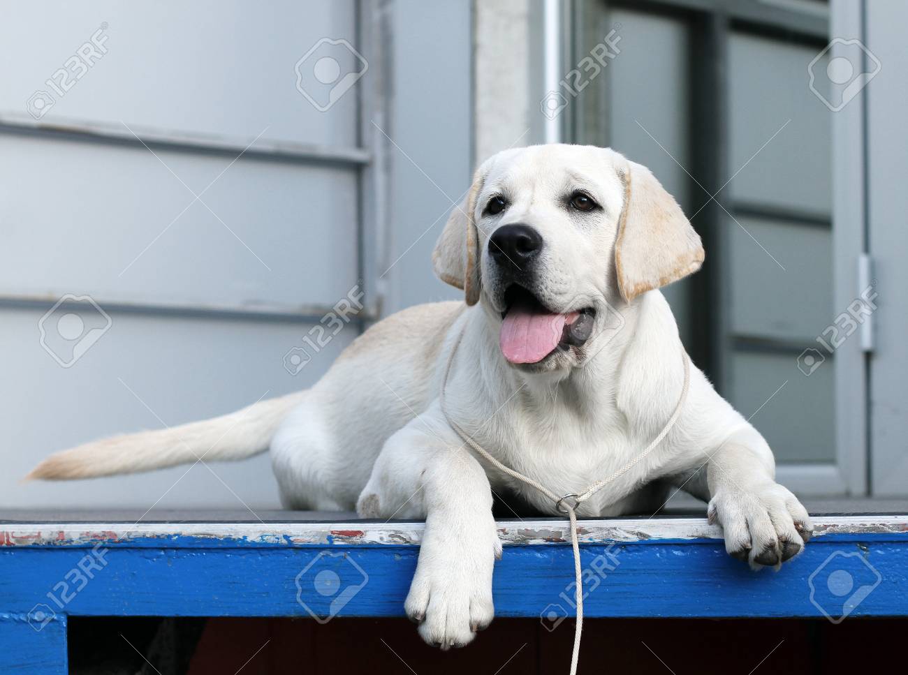 labrador sweet