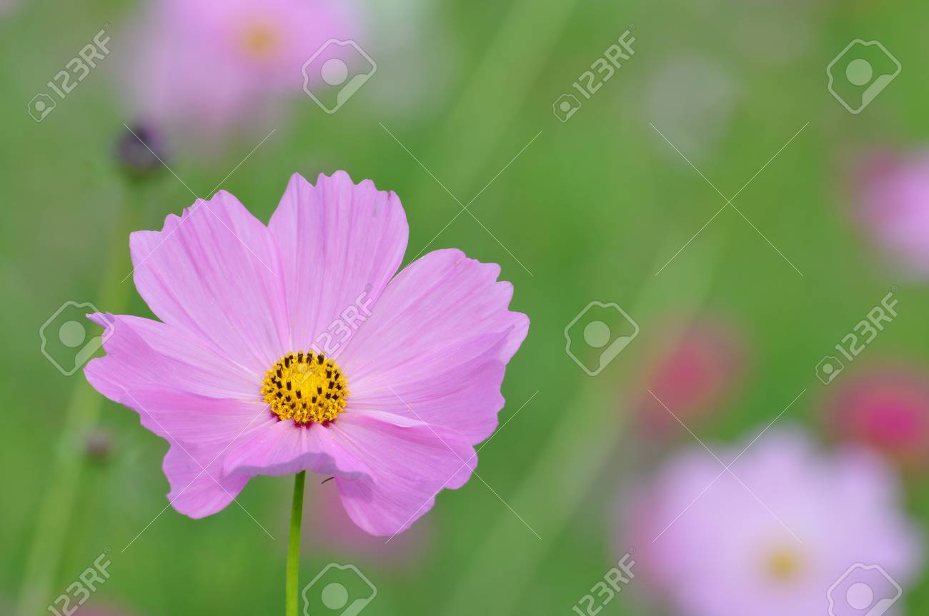 秋桜 の写真素材 画像素材 Image 秋桜 の写真素材 画像素材 Image