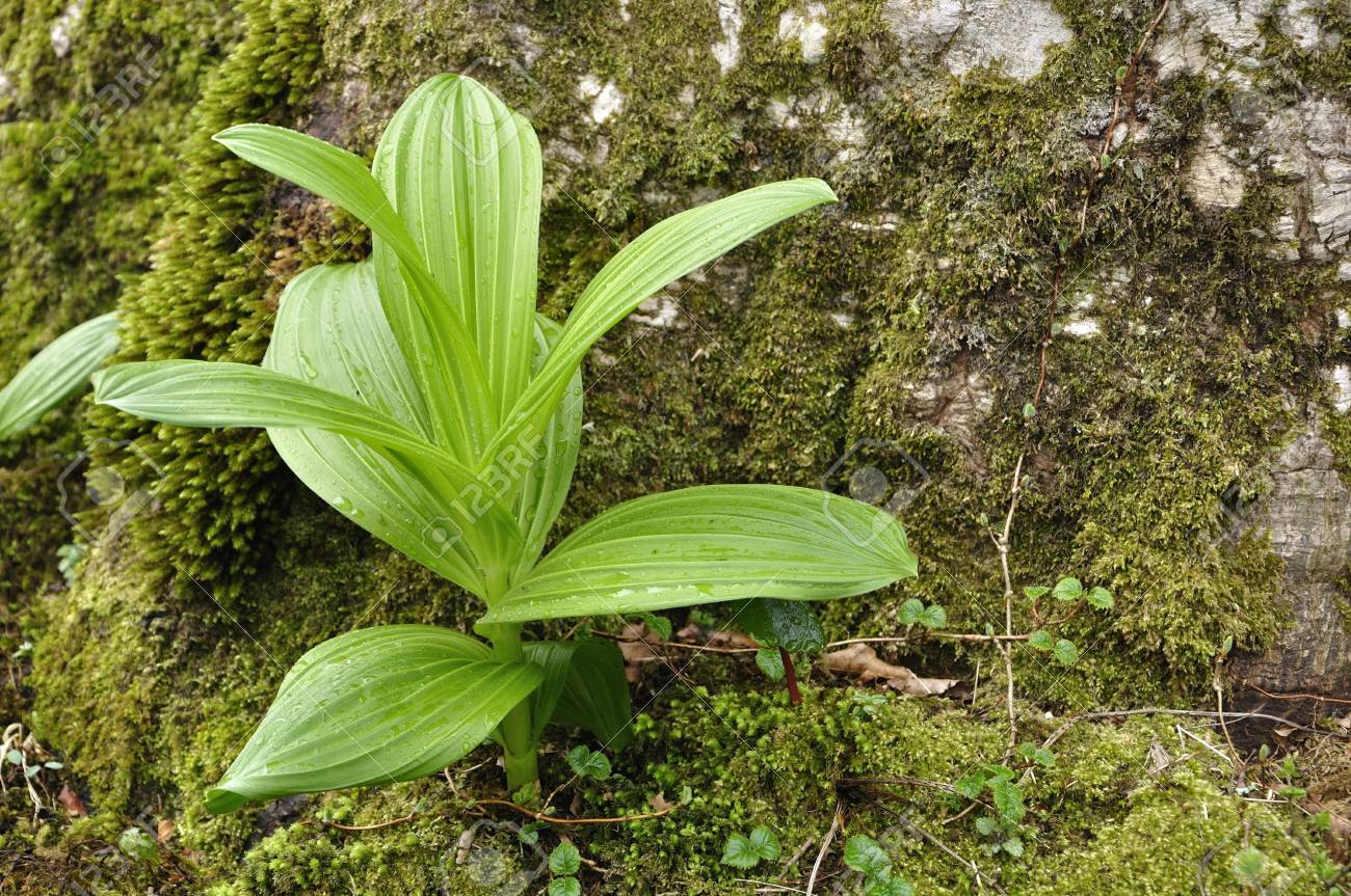 veratrum album leaves photo album leaves