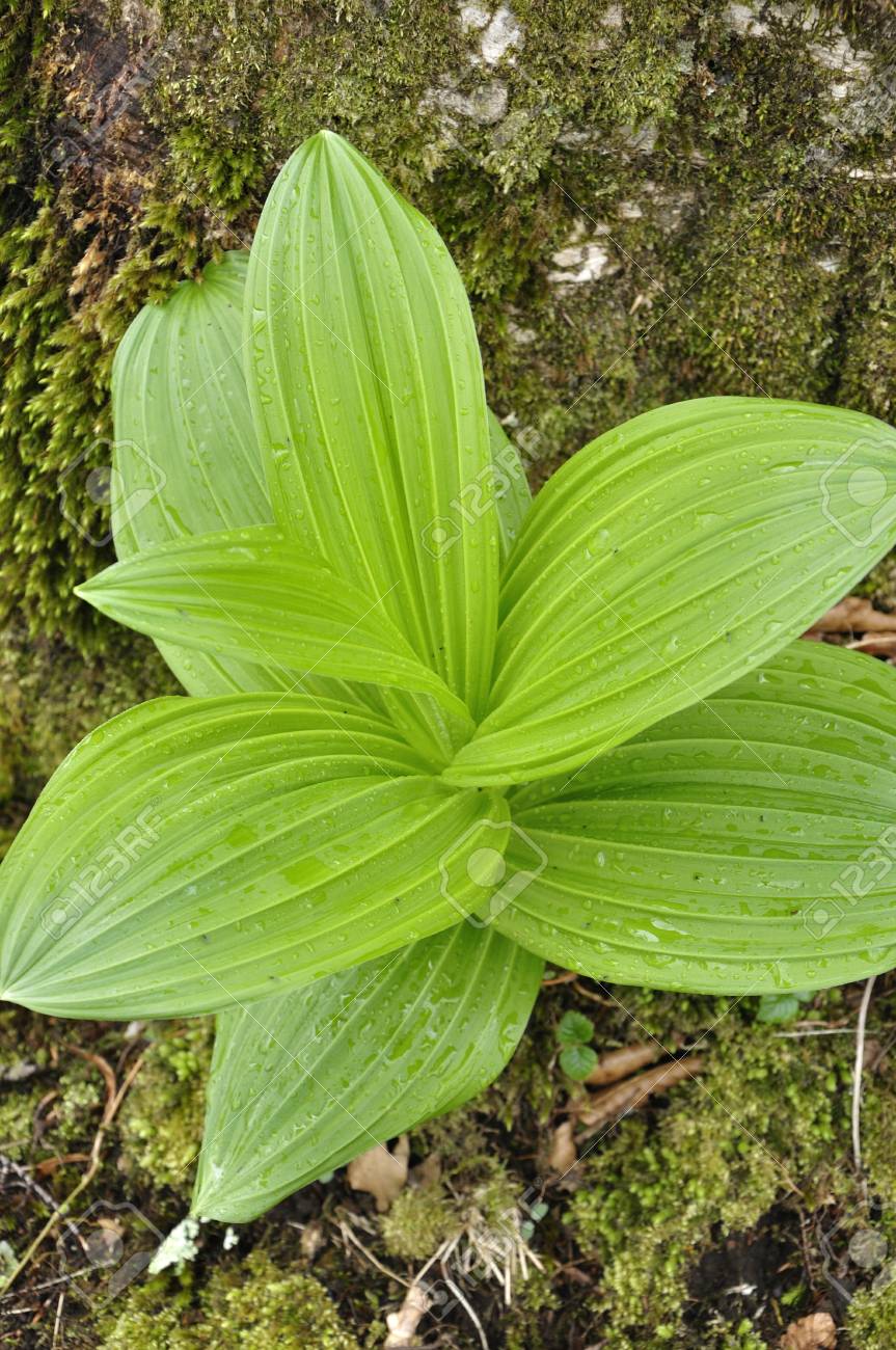 veratrum album leaves photo album leaves