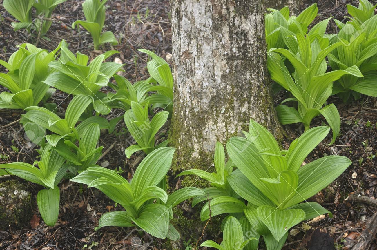 veratrum album leaves photo album leaves
