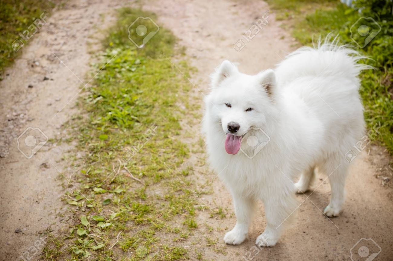 cute samoyed pictures