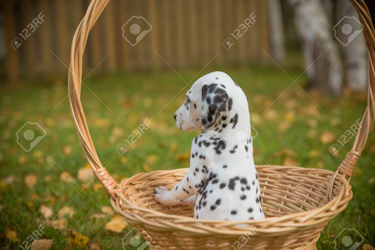 small dalmatian breed
