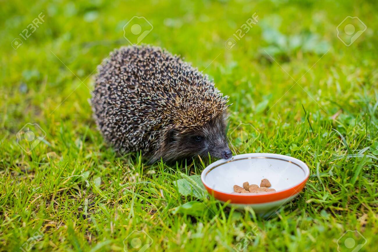 hedgehog cat biscuits