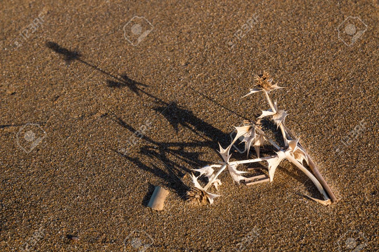 Broken Dry Plant Tone In Tone With The Color Of The Sand Around Stock Photo Picture And Royalty Free Image Image