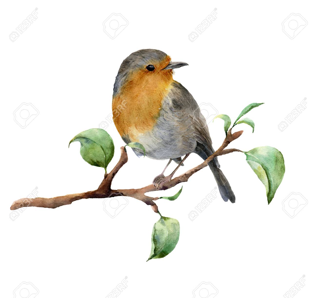 水彩のロビンは葉を持つ木の枝の上に座って 手は 白い背景で隔離の鳥春のイラストを描いた 自然のデザインの印刷 の写真素材 画像素材 Image