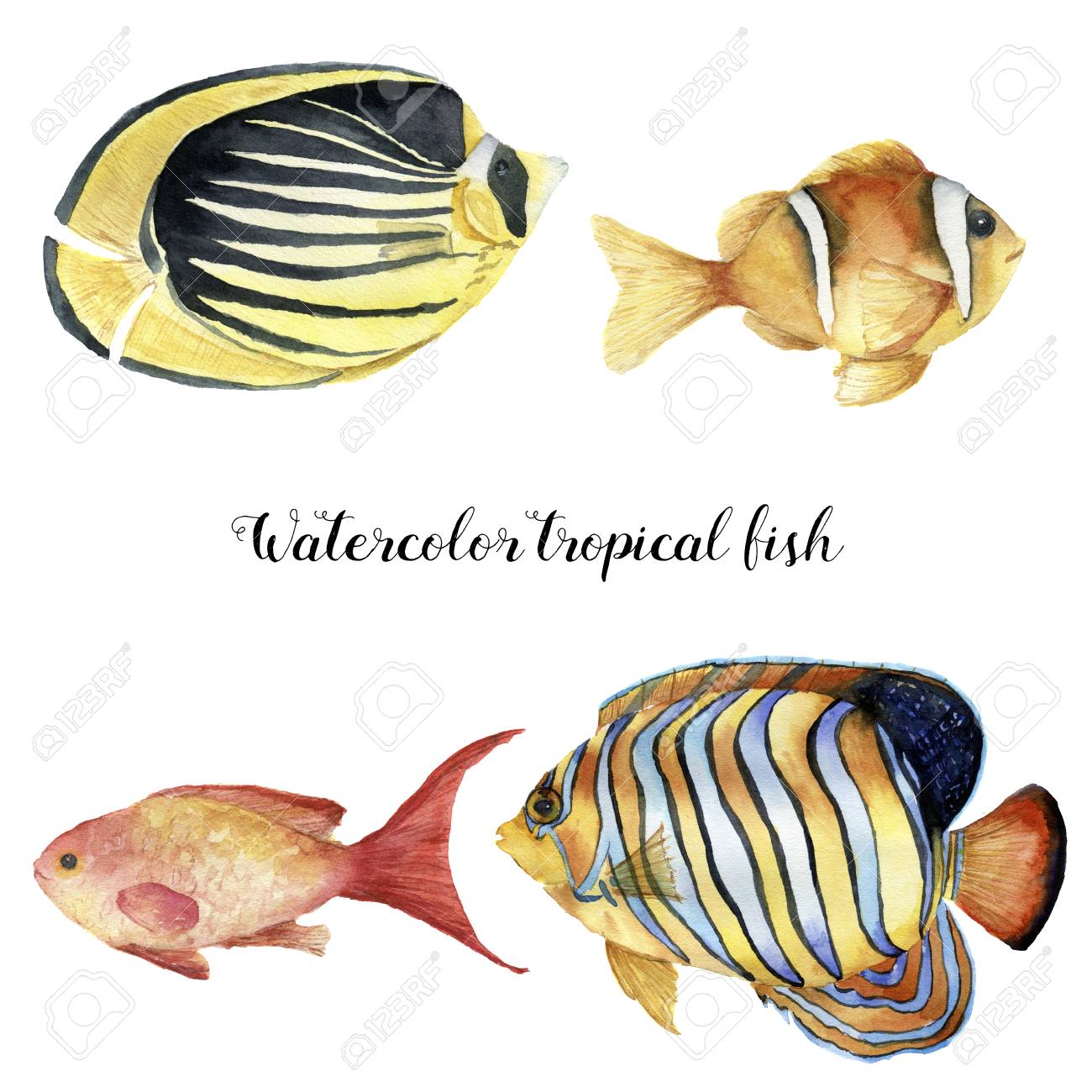 royal tropical fish
