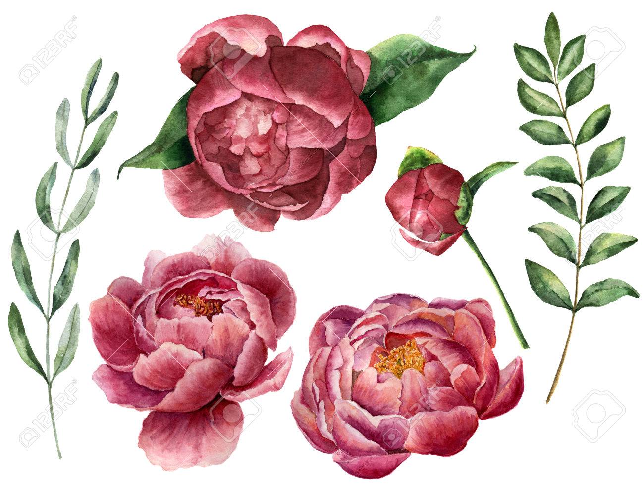 Watercolor floral set with peony and greenery. Hand painted flowers with leaves, branch of eucalyptus and rosemary isolated on white background. Botanical illustration for design. - 78667585 Watercolor floral set with peony and greenery. Hand painted flowers with leaves, branch of eucalyptus and rosemary isolated on white background. Botanical illustration for design. - 78667585