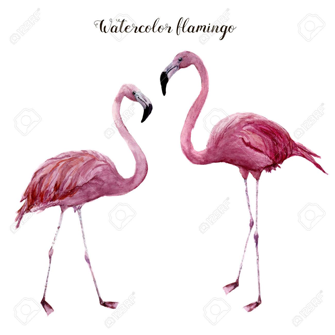Watercolor flamingo set. Exotic wading bird illustration isolated on white background. Tropical natural illustration. For design, prints or background - 82197563 Watercolor flamingo set. Exotic wading bird illustration isolated on white background. Tropical natural illustration. For design, prints or background - 82197563