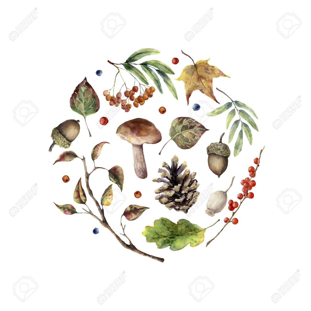 Impression D Automne En Automne Champignons Peints A La Main Rowan Feuilles D Automne Branche D Arbre Cone De Pin Baies Et Gland Isoles Sur Fond Blanc Illustration De Nature Pour Le Design Banque D Images