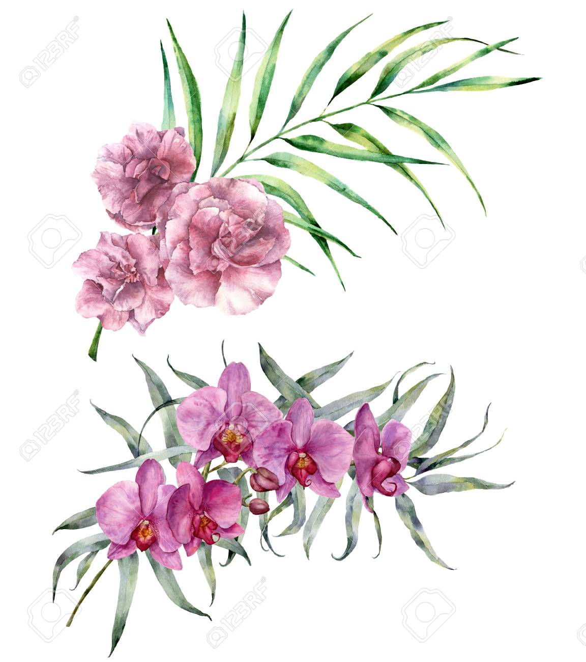 水彩トロピカル ブーケ 手描きのユーカリの花の枝やヤシの葉 蘭の花と白い背景で隔離キョウチクトウの花 デザイン 印刷のための植物のエキゾチックなイラスト の写真素材 画像素材 Image