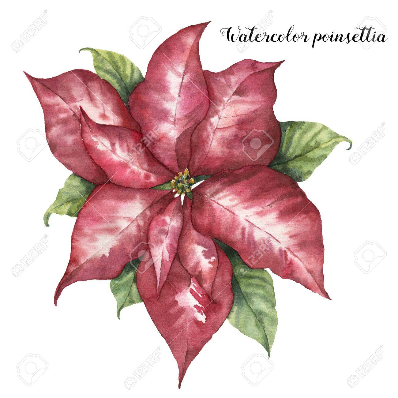 Poinsettia Aquarelle Rose Fleur De Noël Peinte à La Main Avec Des Feuilles Isolé Sur Fond Blanc Illustration Botanique Impression De Vacances Pour