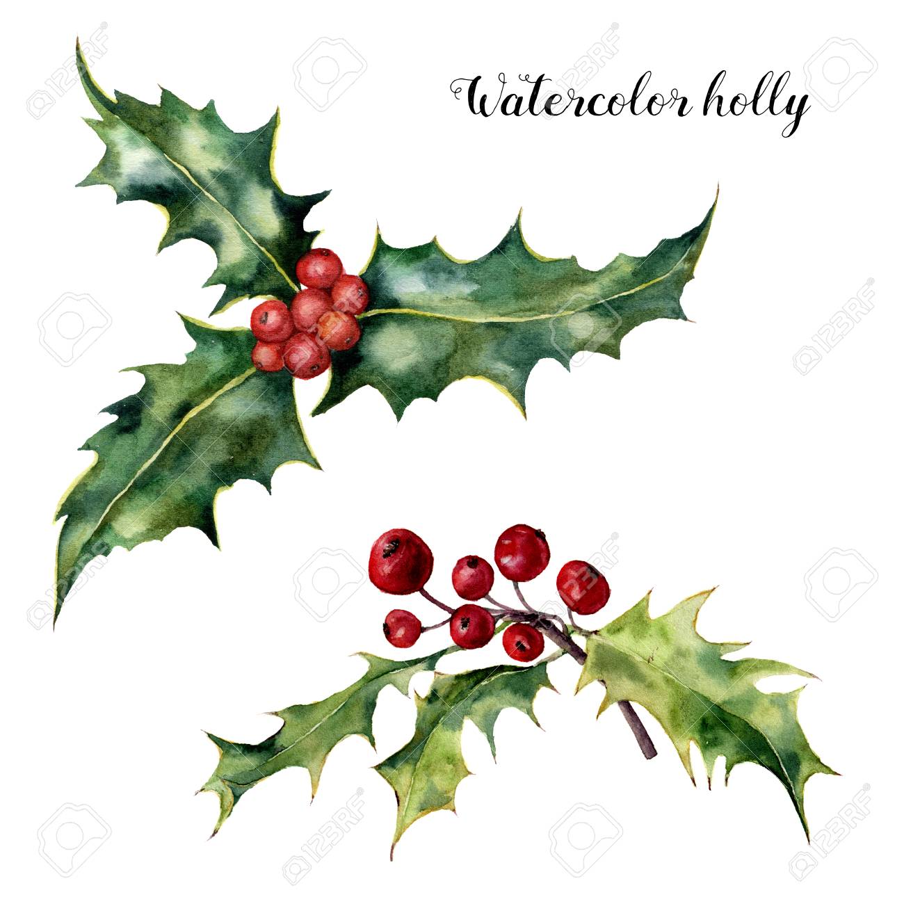 水彩ホーリー セット 白い背景で隔離赤いベリーと手塗られたホリー支店 クリスマス デザインまたは印刷用植物のクリップアート 休日の工場 の写真素材 画像素材 Image